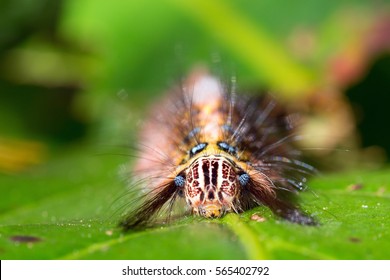 3,876 Caterpillar face Images, Stock Photos & Vectors | Shutterstock