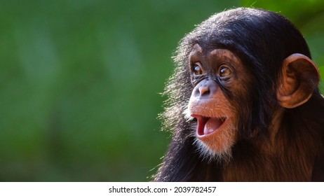 Close up portrait of a happy offspring chimpanzee with a silly grin with room for text - Shutterstock ID 2039782457