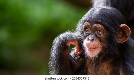 close up portrait of a happy offspring chimpanzee deep in thought