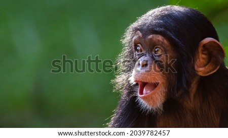 Close up portrait of a happy offspring chimpanzee with a silly grin with room for text