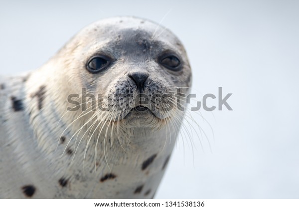 A close up portrait of a harp seal with long
whiskers, dark eyes, and a heart shaped nose. The animal has a grey
coat with dark spots. It is staring at the photographer with sad
look on its face.