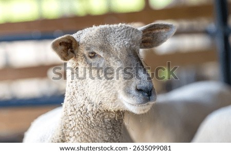A close up portrait of a sheep’s head and face inside a barn. 