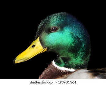 Close up portrait of the head of a Mallard Duck - Powered by Shutterstock