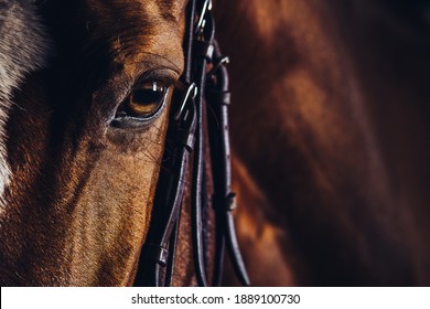 Close up portrait of horse. - Powered by Shutterstock