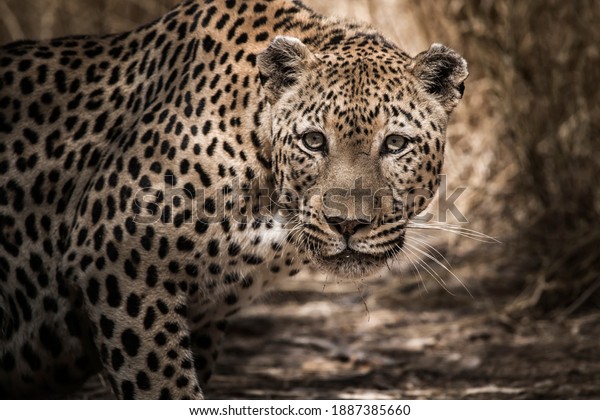 close up portrait of a hunting leopard in the African grassland.