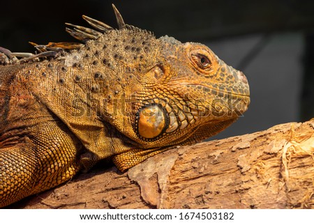 Close up portrait of an iguana in captivity