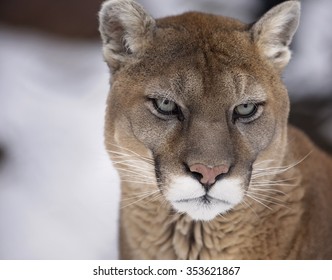 Close up portrait image of a cougar, mountain lion, puma, panther.  Soft focus with shallow depth of field.