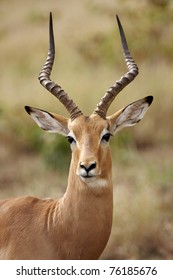 Close up portrait of an impala ram