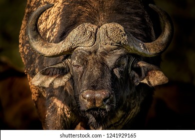 Close up portrait of an impressive lone African Cape buffalo bull. South Africa 
