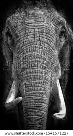 Similar – Image, Stock Photo pachyderms Leather Animal