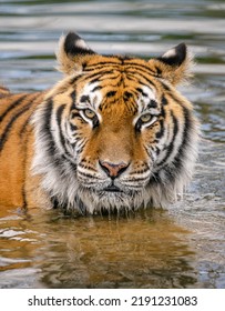 Close Up Portrait Of Indian Tiger Standing In A River With Eye Contact At The Wildheart Animal Sanctuary In Sandown, Isle Of Wight