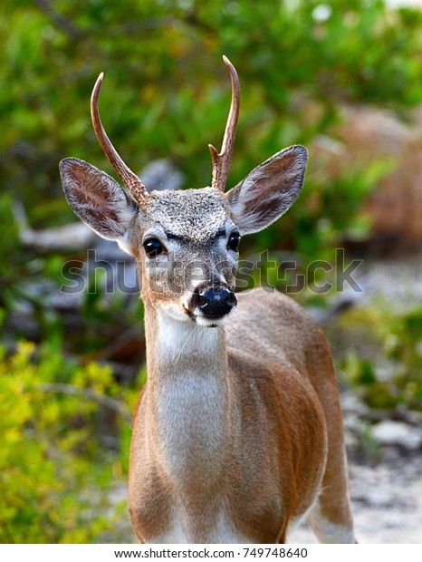 A close up portrait of a\
Key Deer Buck (Odocoileus virginianus clavium), in natural habitat,\
an endangered species found on Big Pine Key in the Florida\
Keys.