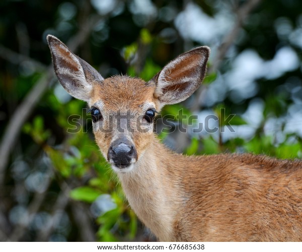A close up portrait of a\
Key Deer Doe (Odocoileus virginianus clavium), in natural habitat, \
an endangered species found on Big Pine Key in the Florida\
Keys.