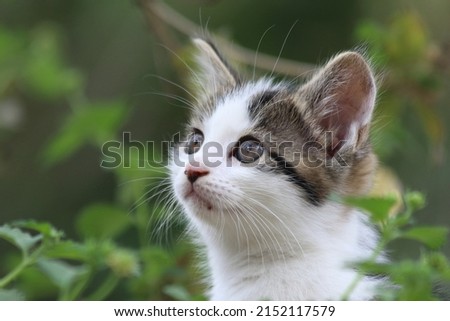 close up portrait of kittens taken outdorrs