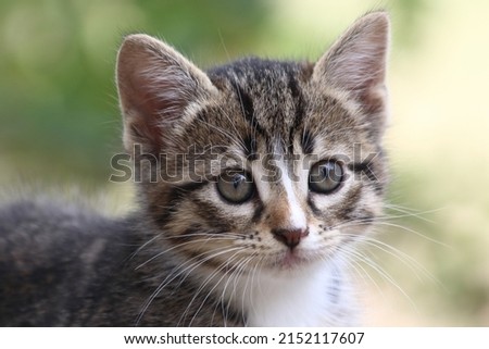 close up portrait of kittens taken outdorrs
