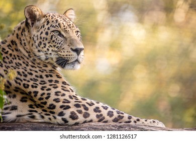 close up portrait of a leopard