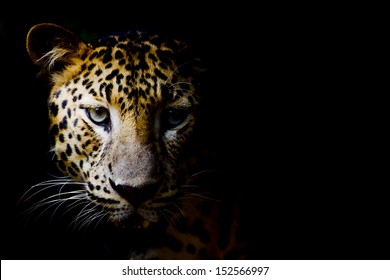 Close Up Portrait Of Leopard With Intense Eyes