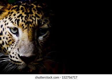 Close Up Portrait Of Leopard With Intense Eyes