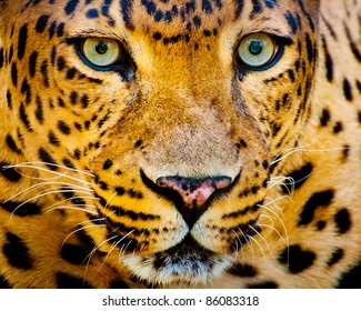 Close Up Portrait Of Leopard With Intense Eyes