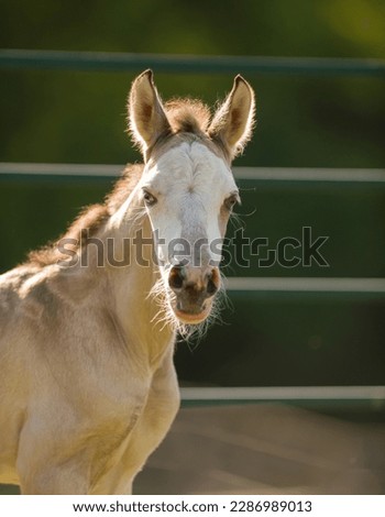 close up portrait of light colored foal colt filly baby horse in spring summer with metal fence or gate in background vertical equine image room for type safe fencing for foal backlit fuzzy face ears