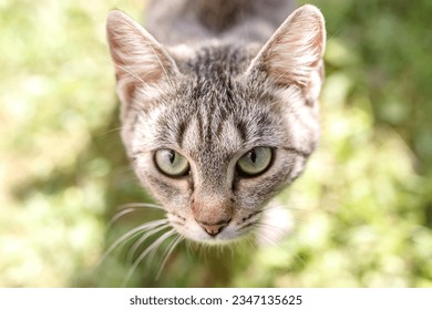 Close up portrait of long haired brown tabby cat in park