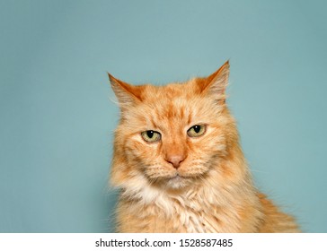 Orange Tabby Images Stock Photos Vectors Shutterstock