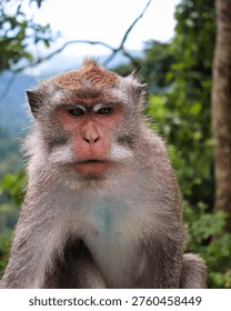 Close up portrait of a macaque monkey sitting in a natural forest environment. Wildlife animal with expressive face in tropical nature.