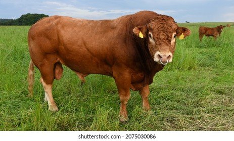 Close up portrait of a magnificent male powerful Limousin cattle standing in a pasture looking straight into the camera - Shutterstock ID 2075030086