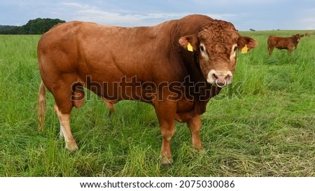 Close up portrait of a magnificent male powerful Limousin cattle standing in a pasture looking straight into the camera