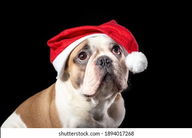 Close Up Portrait Of Male Dog Of French Bulldog Breed In Santa Claus Red Hat With Sad Dreaming Big Eyes At The Black Background 