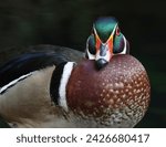 Close up Portrait of a Male Wood Duck in Dim Lighting