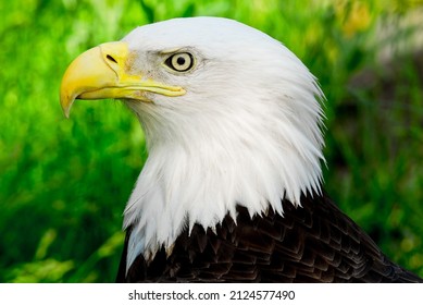 An up close portrait of a mature bald eagle's white head.  It has an impressive yellow beak and piercing yellow eyes.