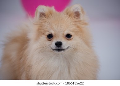 Pomeranian Wall Hd Stock Images Shutterstock