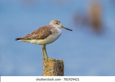 Close up portrait of Nordmann's Greenshank (Tringa guttifer) in real nature in Thailand