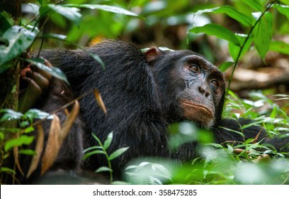 322 Chimps tanzania Images, Stock Photos & Vectors | Shutterstock