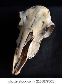close up portrait old dried sheep skull bones  isolated dark studio background 