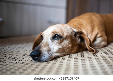 Close up portrait of old gray-haired dachshund resting on sofa at home. Dog in the house.