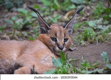 Close Up Portrait Of One Cute Baby Caracal Kitten Looking At Camera, Low Angle View