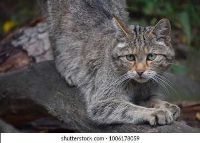Close up portrait of one European wildcat (Felis silvestris) sharpen claws and looking at camera alerted, low angle view