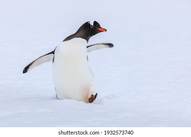 Close Up Portrait Of One Gentoo Penguin (Pygoscelis Papua) Walking In The Snow Of Antarctica With Foot Raised, Wings Outstretched, Looking At The Camera With Beak In Profile On A White Background