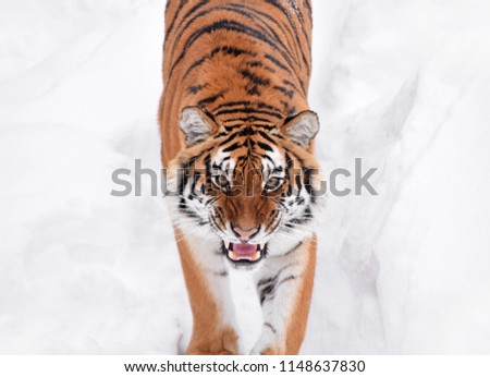 Image, Stock Photo Close up portrait of one young Siberian tiger in white snow