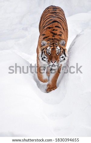 Similar – Female Amur (Siberian) tiger walking in fresh white snow