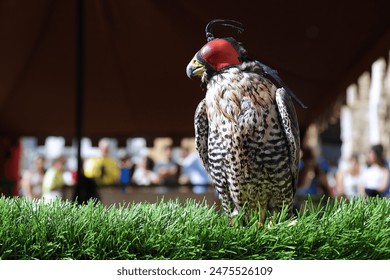 Close up portrait of a peregrine falcon (Falco peregrinus) with leather hood - Powered by Shutterstock