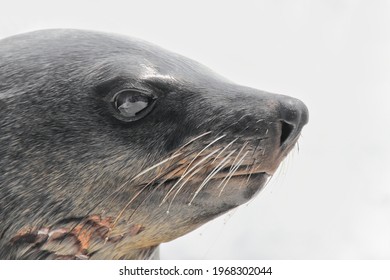 Close Up Portrait Photo Of A Beautiful Seal, White Beackground, Pinnipedia, Cute Seal