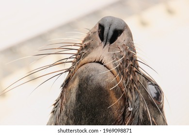 Close Up Portrait Photo Of A Beautiful Seal, White Beackground, Pinnipedia, Cute Seal