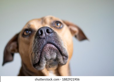 Close Up Portrait Of Pitbull Dog Face