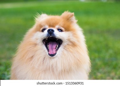 Close Up Portrait Of Pomeranian Spitz Dog With Tongue, Open Wide Mouth Outdoor On Green Grass. Happy Smiling Fluffy Little Orange Puppy Is Barking. Funny Cute Animal Walking, Playing. Love Pet Concept