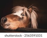 Close up portrait of a pony looking over his stall door