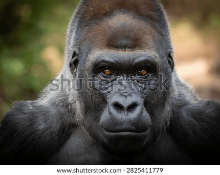 Close up portrait of a powerful silverback gorilla looking directly at the camera