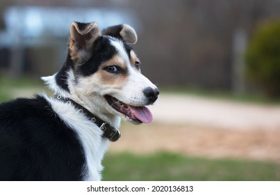 Protruding Ears Images Stock Photos Vectors Shutterstock